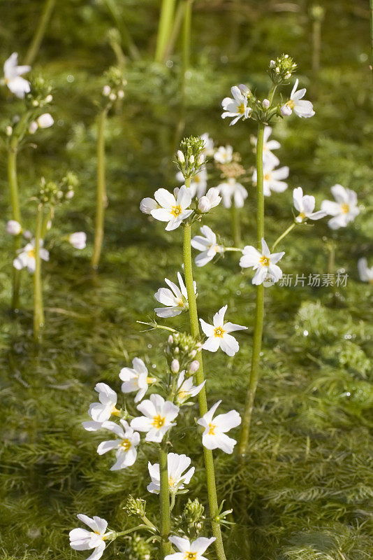 水紫(hotonia palustris)